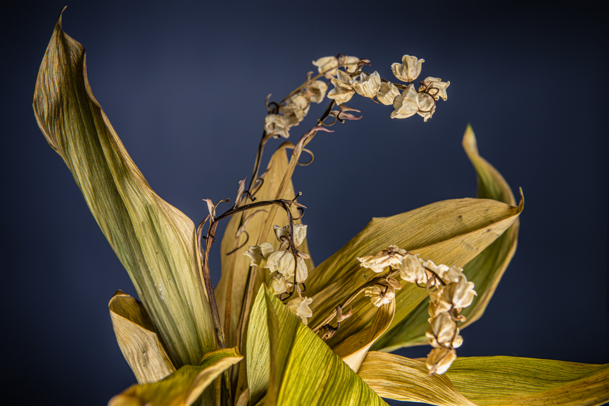 still_live__BDS1717_schulthess foto